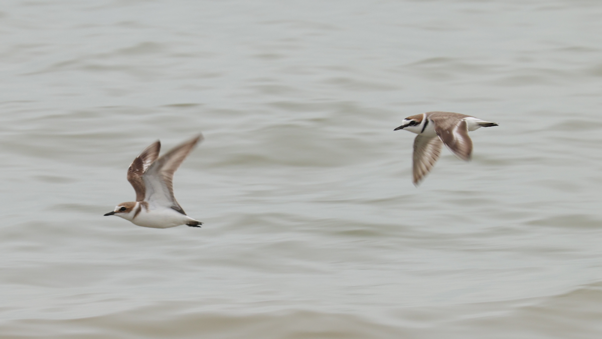 Kentish Plover - ML633583884