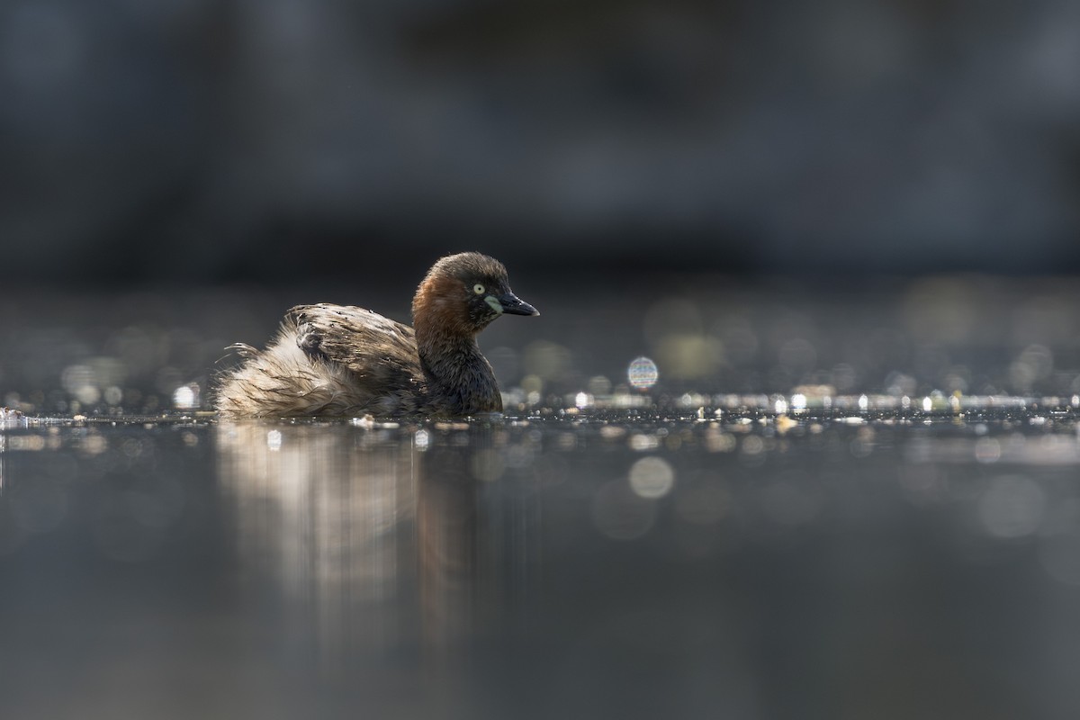 Little Grebe - ML633583885