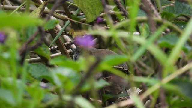 Slaty Spinetail - ML633583890