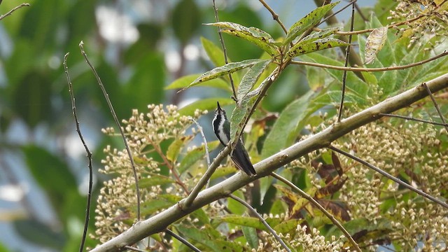 Black-throated Mango - ML633583897