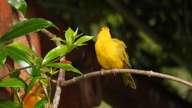 キンノジコ - ML633583948