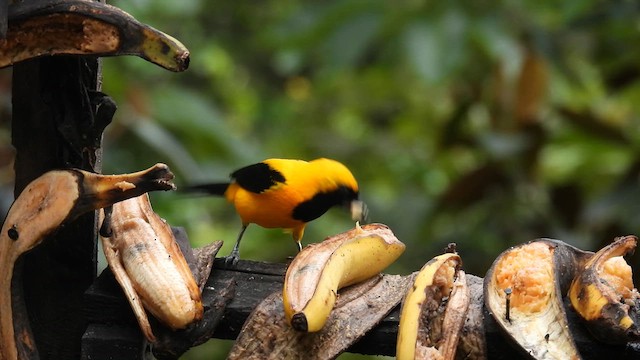 Yellow-backed Oriole - ML633583973