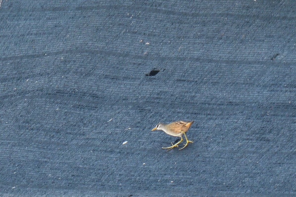 White-browed Crake - ML633584300