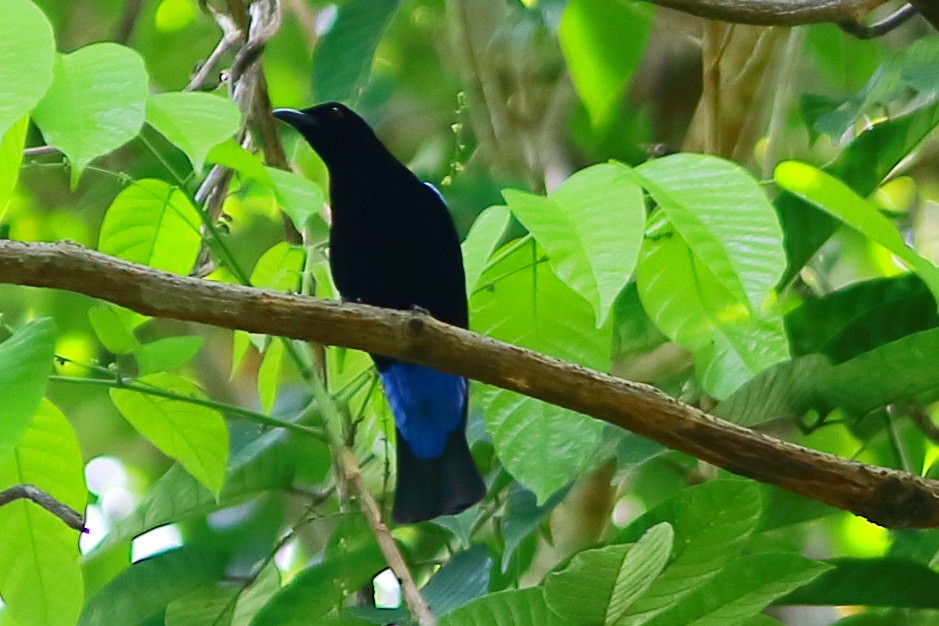 Palawan Fairy-bluebird - ML633584312