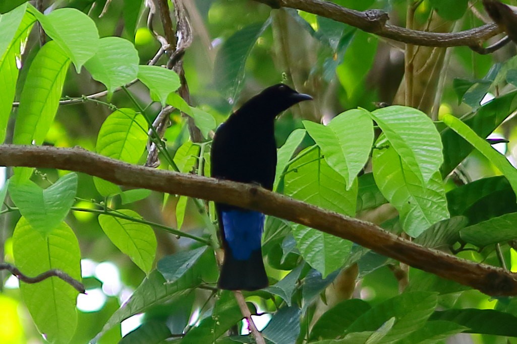 Palawan Fairy-bluebird - ML633584315