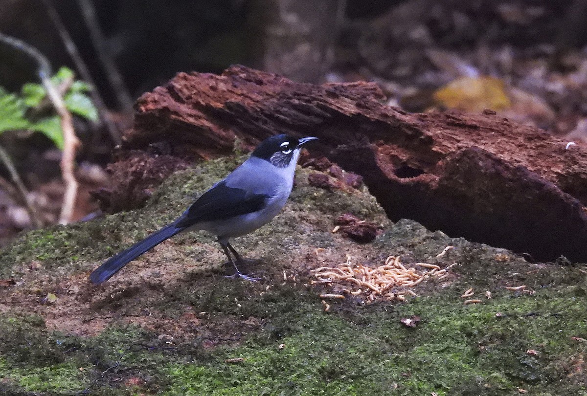 Black-headed Sibia (Lang Bian) - ML633584452