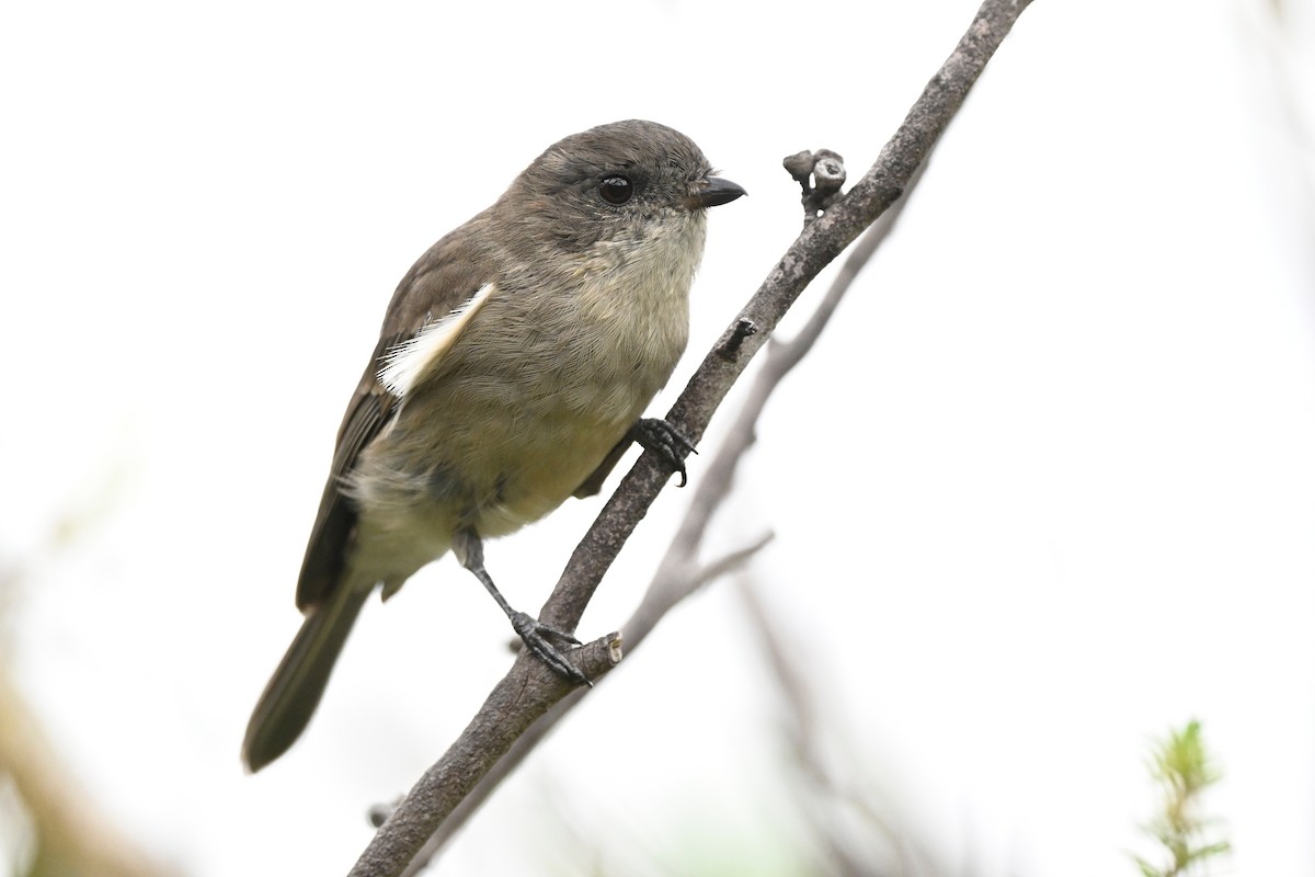 Golden Whistler - ML633584505