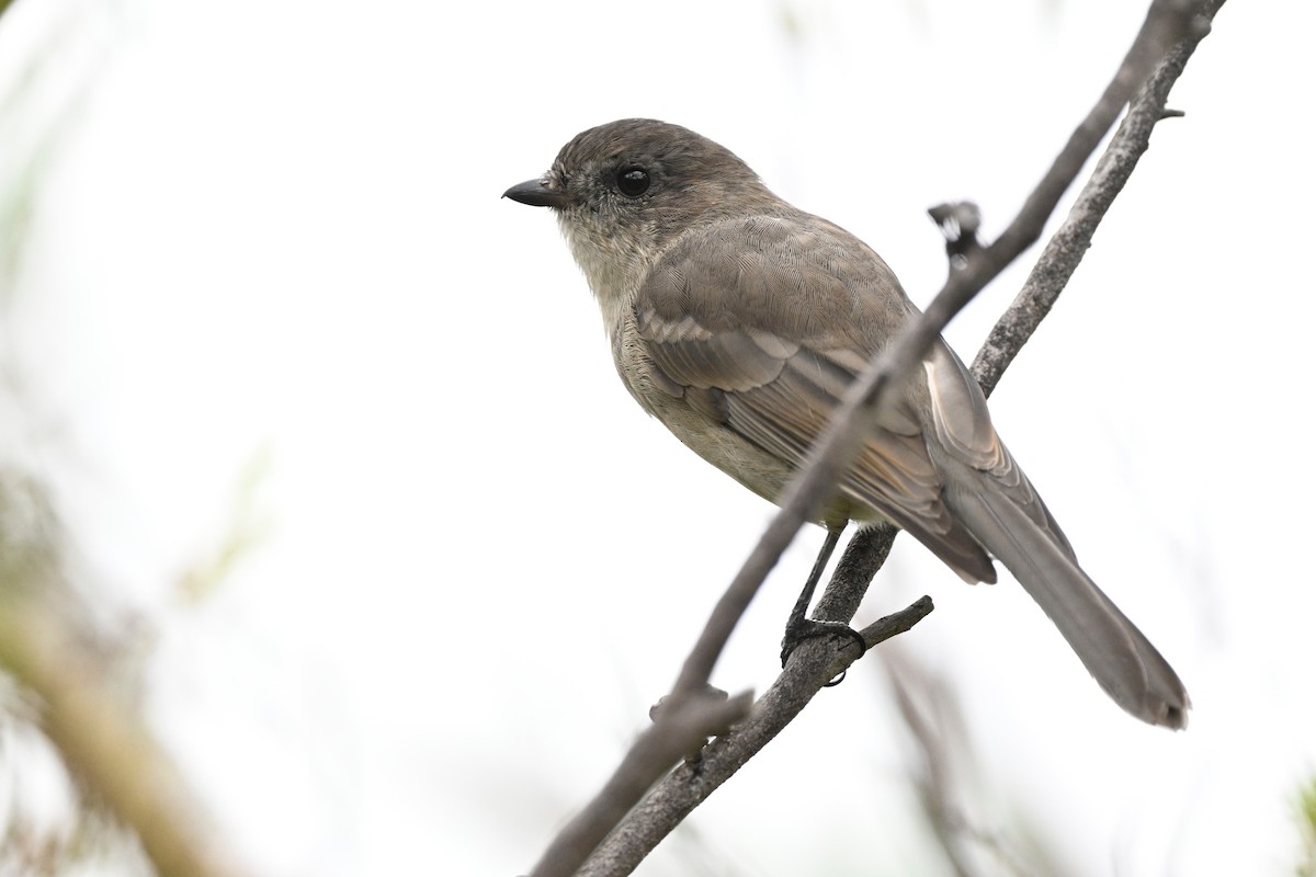 Golden Whistler - ML633584506