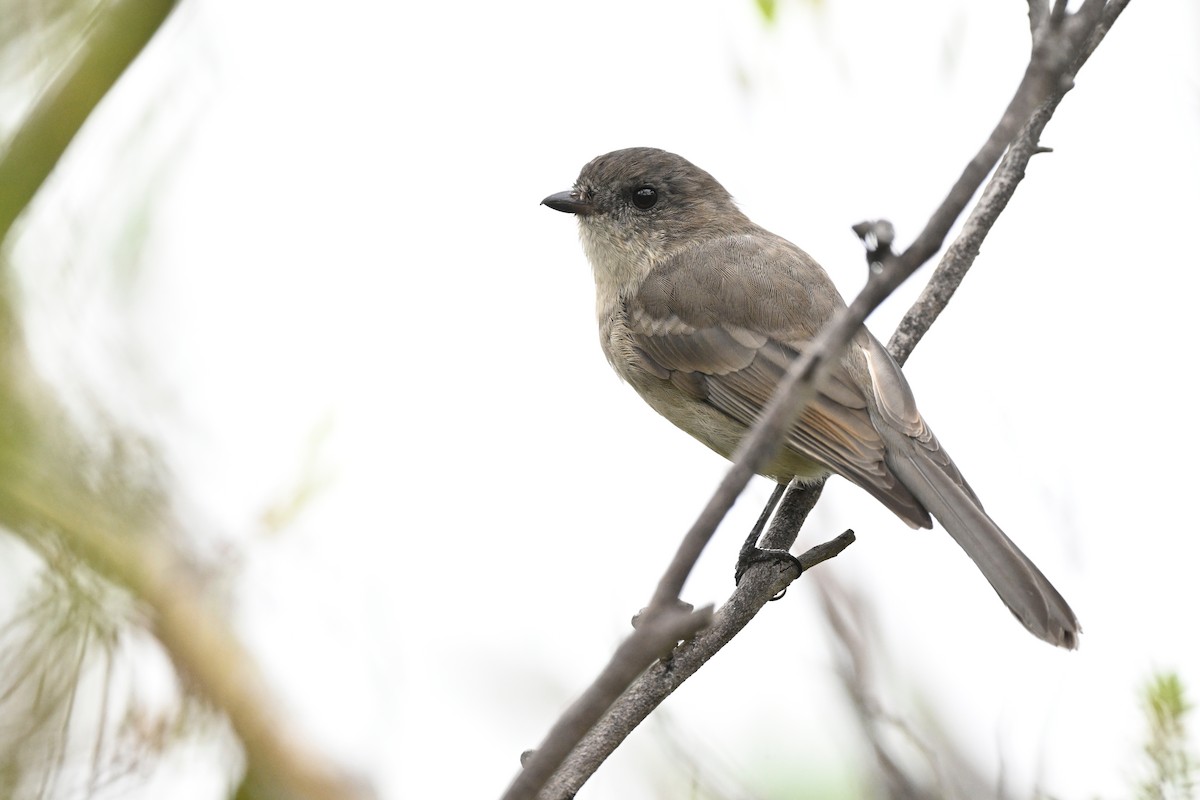 Golden Whistler - ML633584507