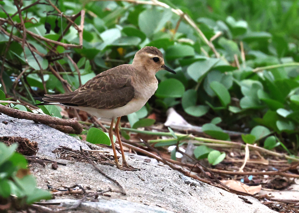 Oriental Plover - ML633584523