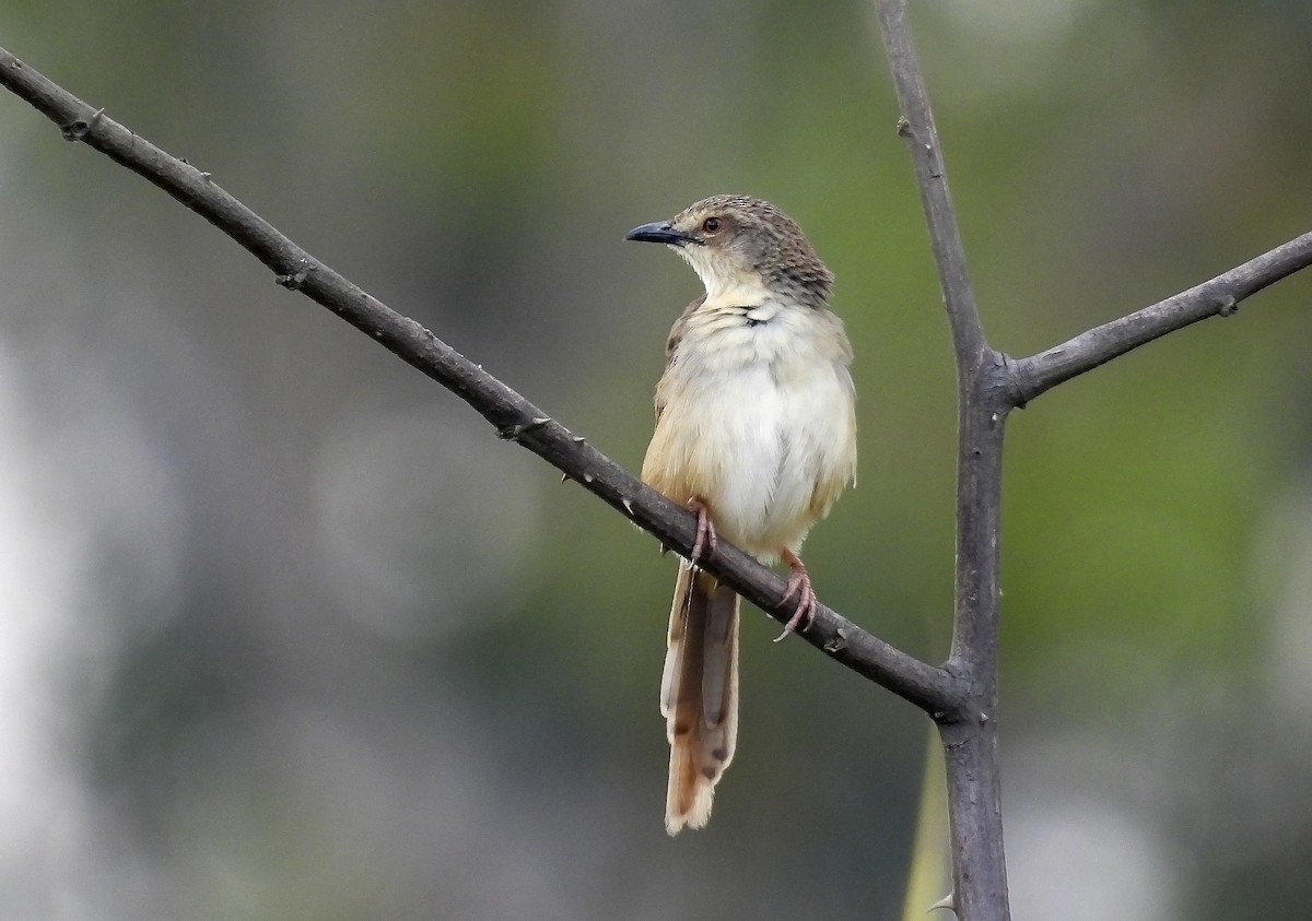 Annam Prinia - ML633584531