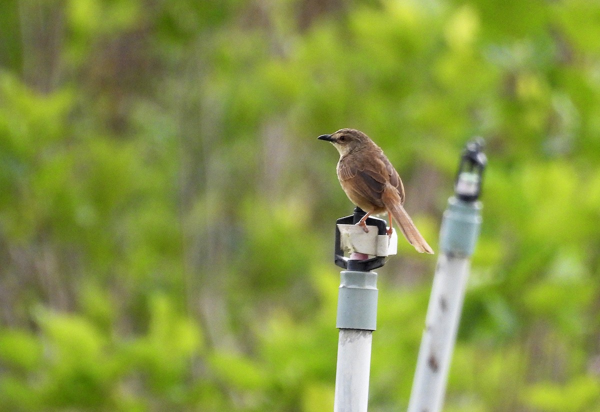 Annam Prinia - ML633584539