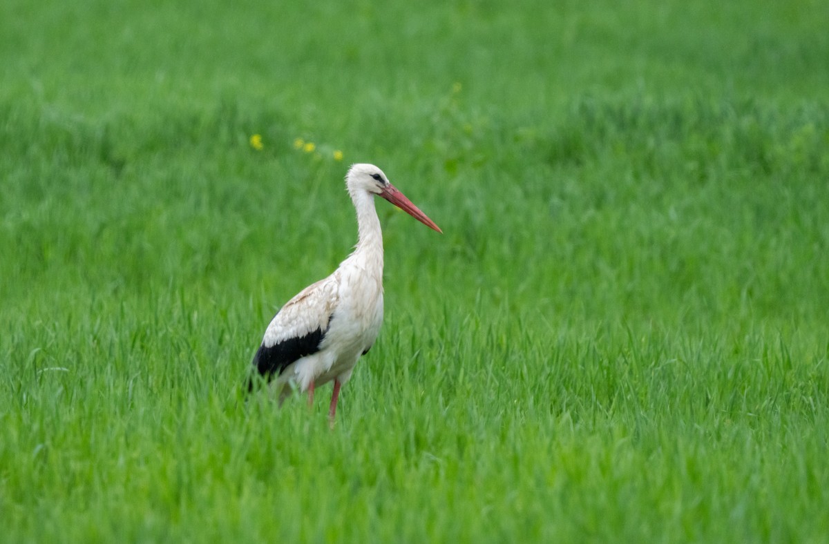 White Stork - ML633584588