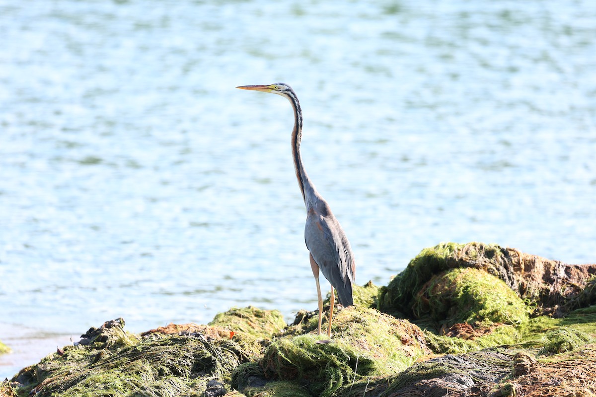 Purple Heron - ML633584645