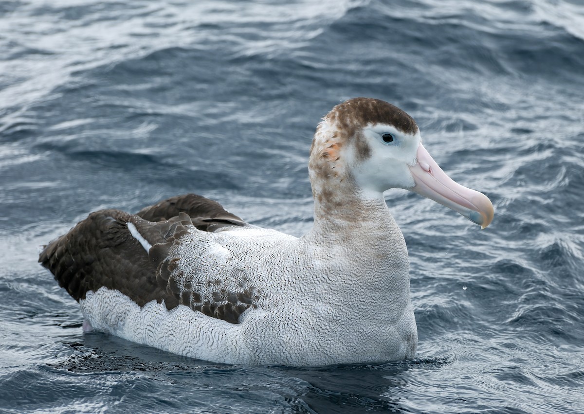 Antipodean Albatross (New Zealand) - ML633584685