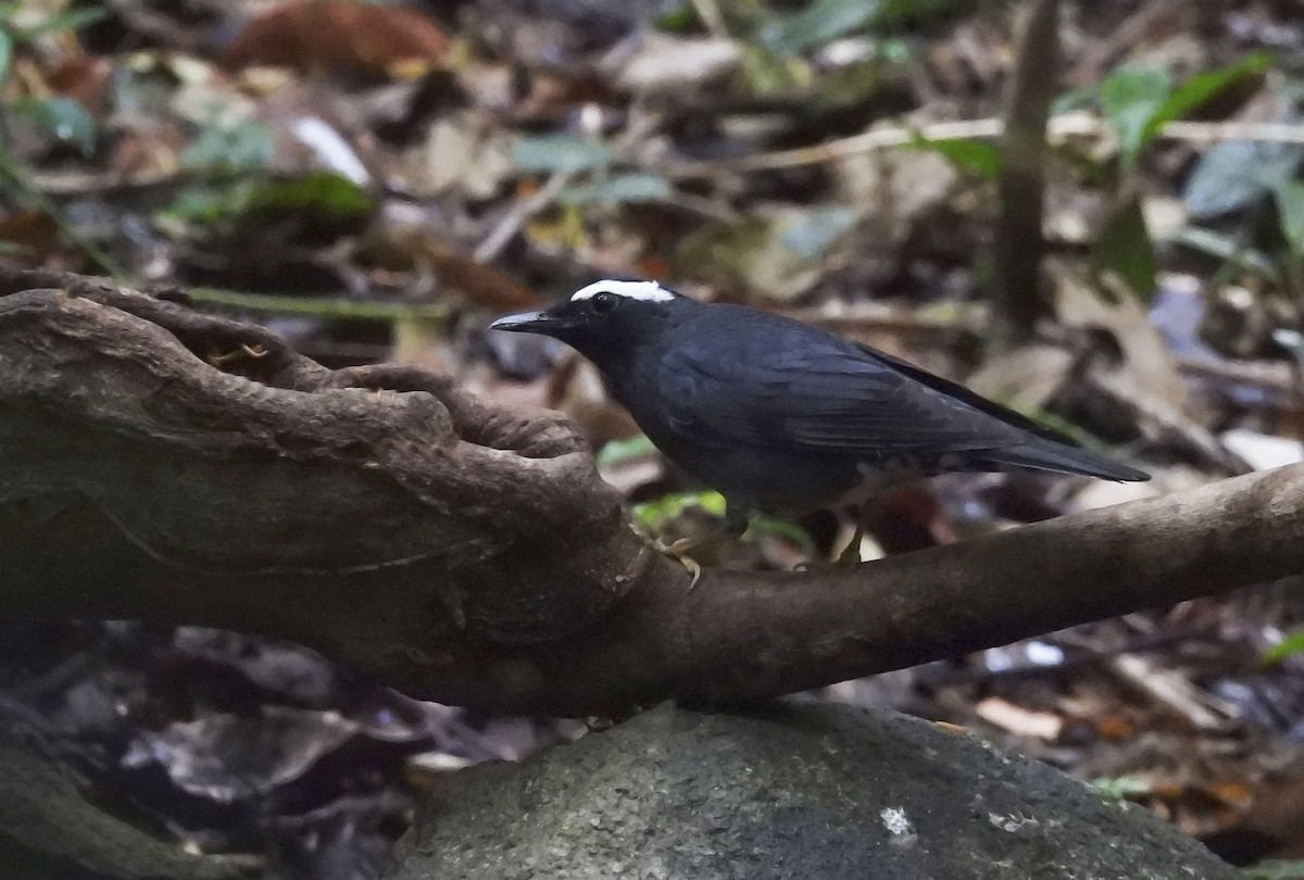 Siberian Thrush - ML633584714