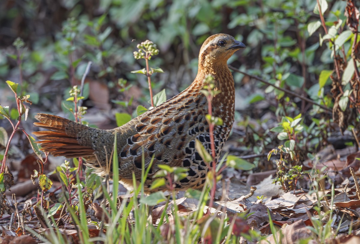 Mountain Bamboo-Partridge - ML633584728
