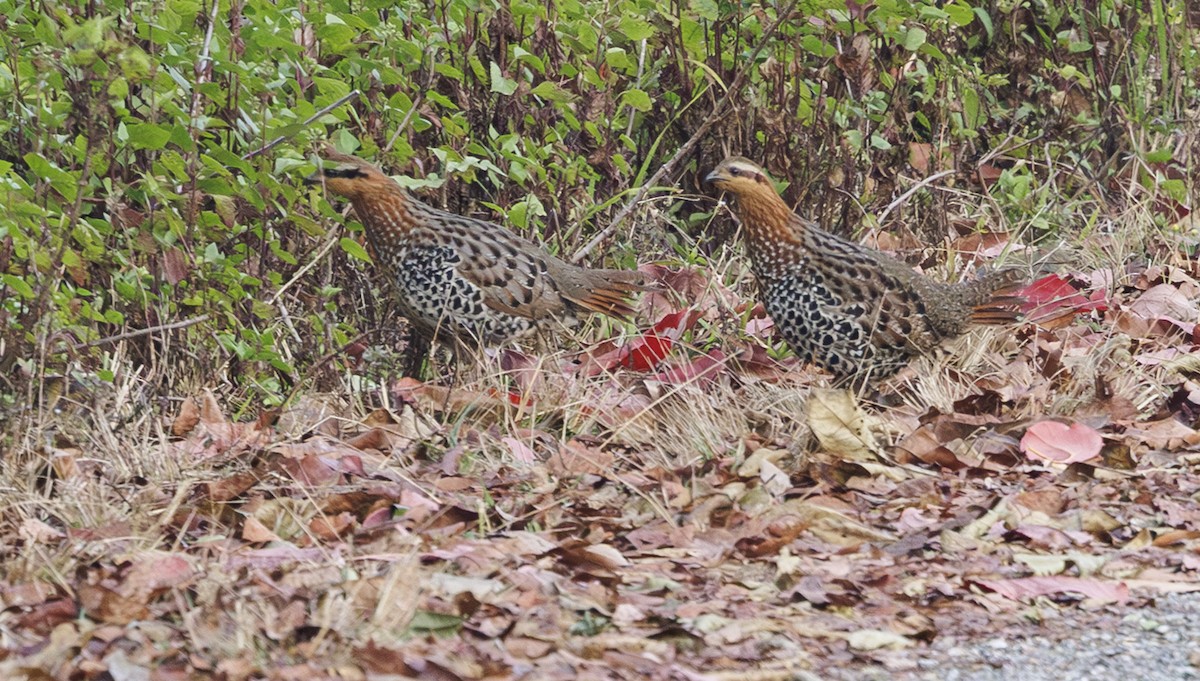 Mountain Bamboo-Partridge - ML633584729
