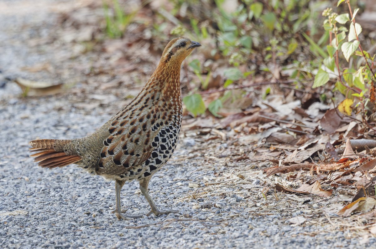 Mountain Bamboo-Partridge - ML633584730