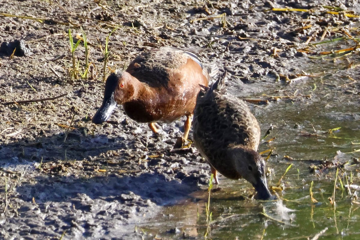 Cinnamon Teal - ML633584790