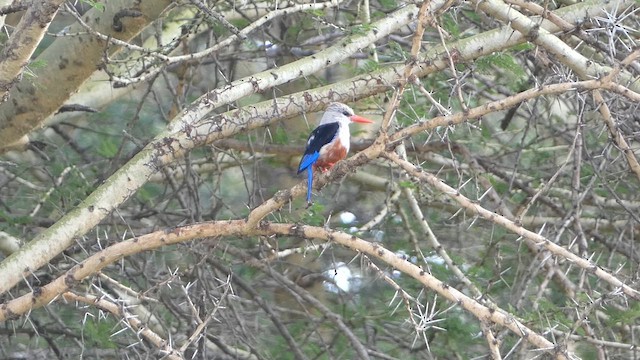 Gray-headed Kingfisher - ML633584801