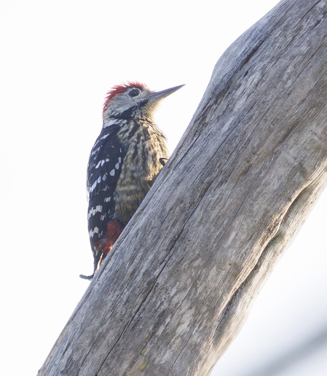 Stripe-breasted Woodpecker - ML633584804