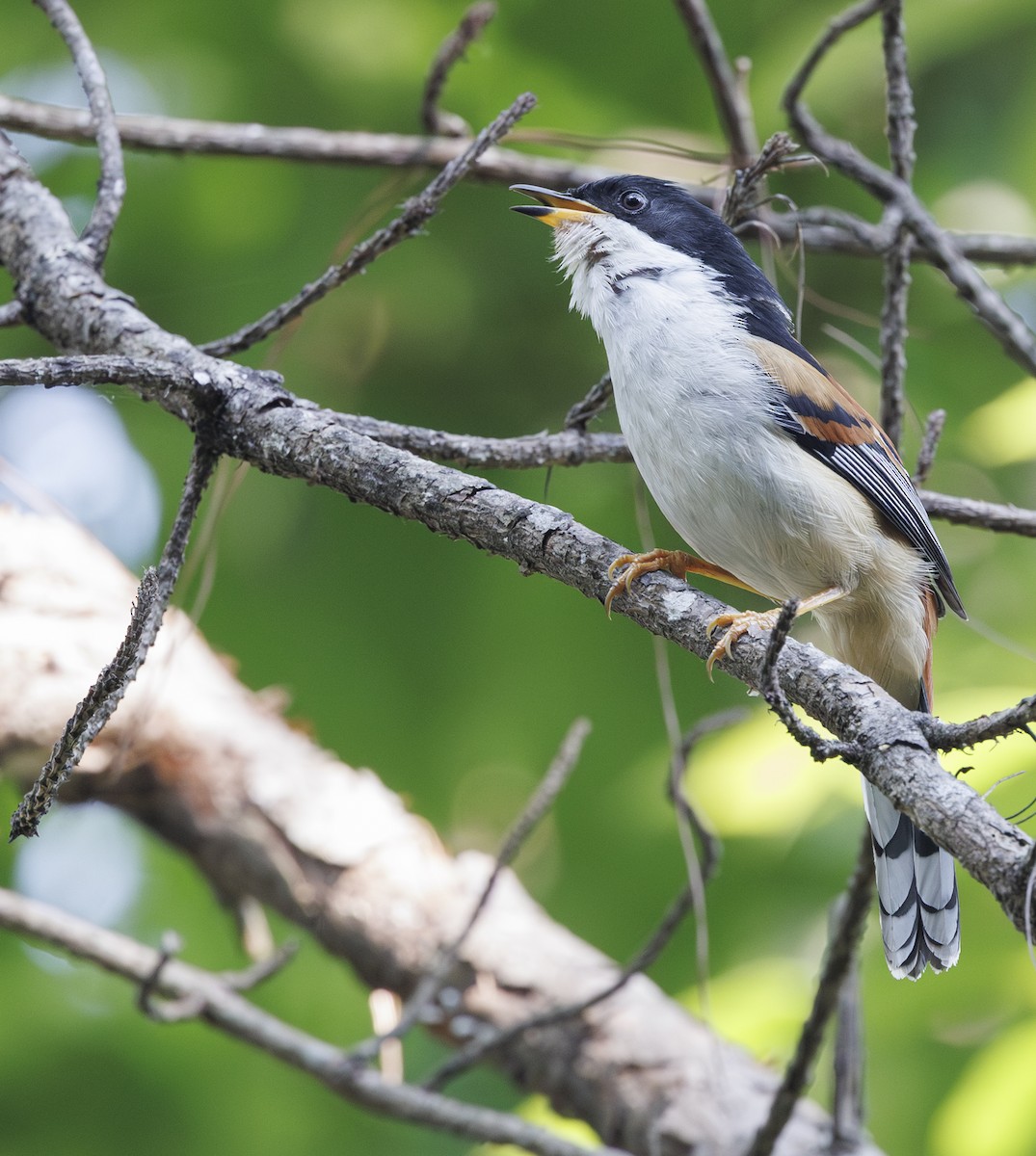Rufous-backed Sibia (Rufous-backed) - ML633584812