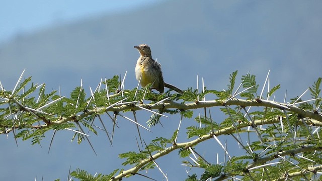 Pangani Longclaw - ML633584834