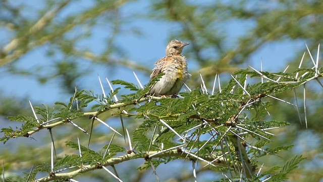Pangani Longclaw - ML633584835