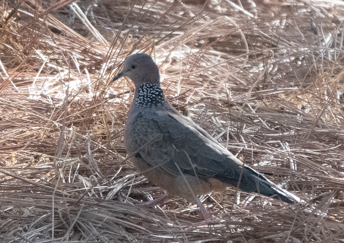 カノコバト - ML633584872