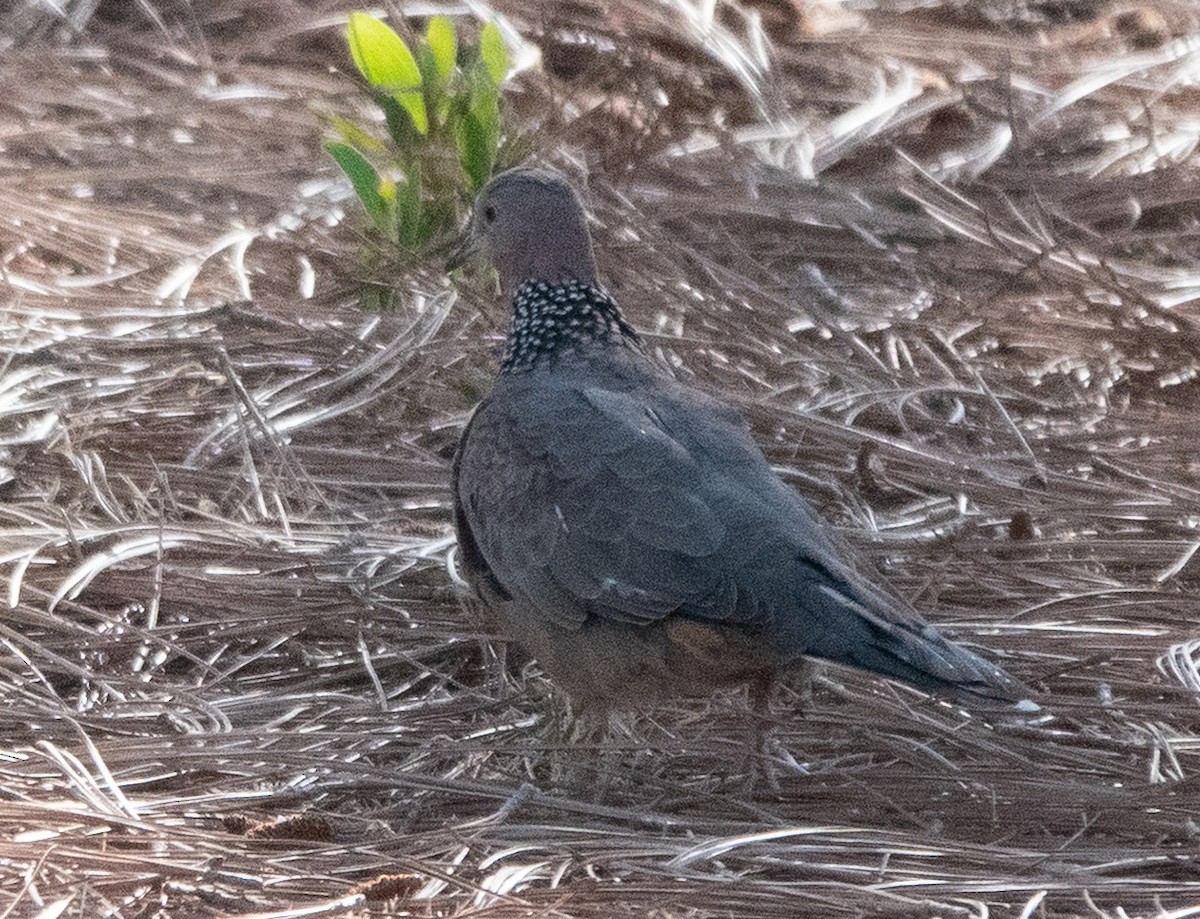カノコバト - ML633584873