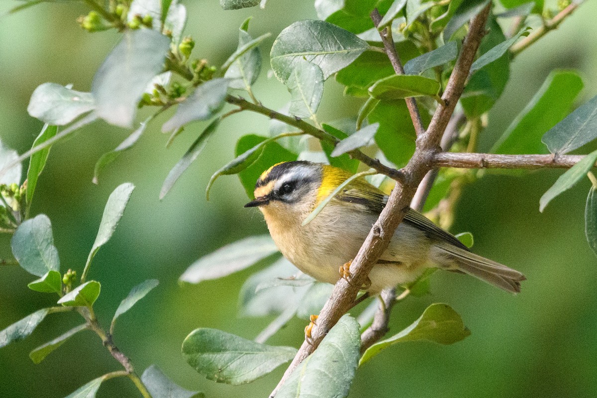 Common Firecrest - ML633584944