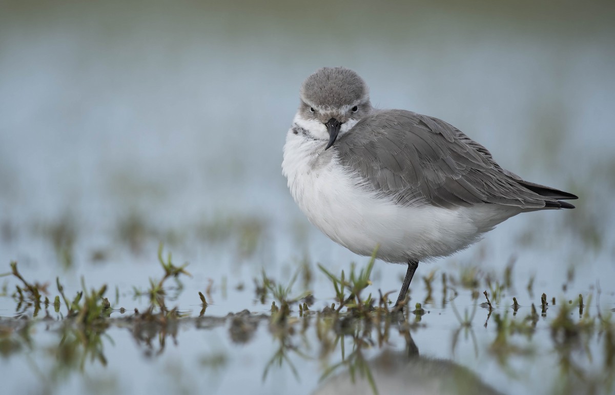 Wrybill - ML633584951