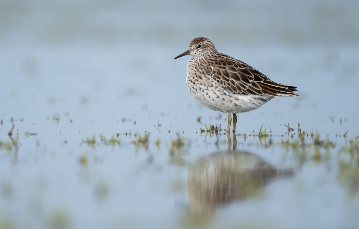 Sharp-tailed Sandpiper - ML633584965