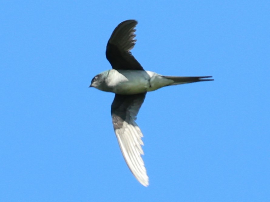 Gray-rumped Treeswift - ML633585005