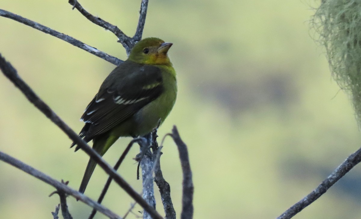 Western Tanager - ML633585055