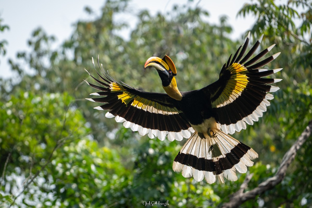 Great Hornbill - ML633585072