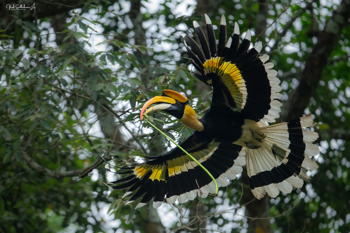 Great Hornbill - ML633585073