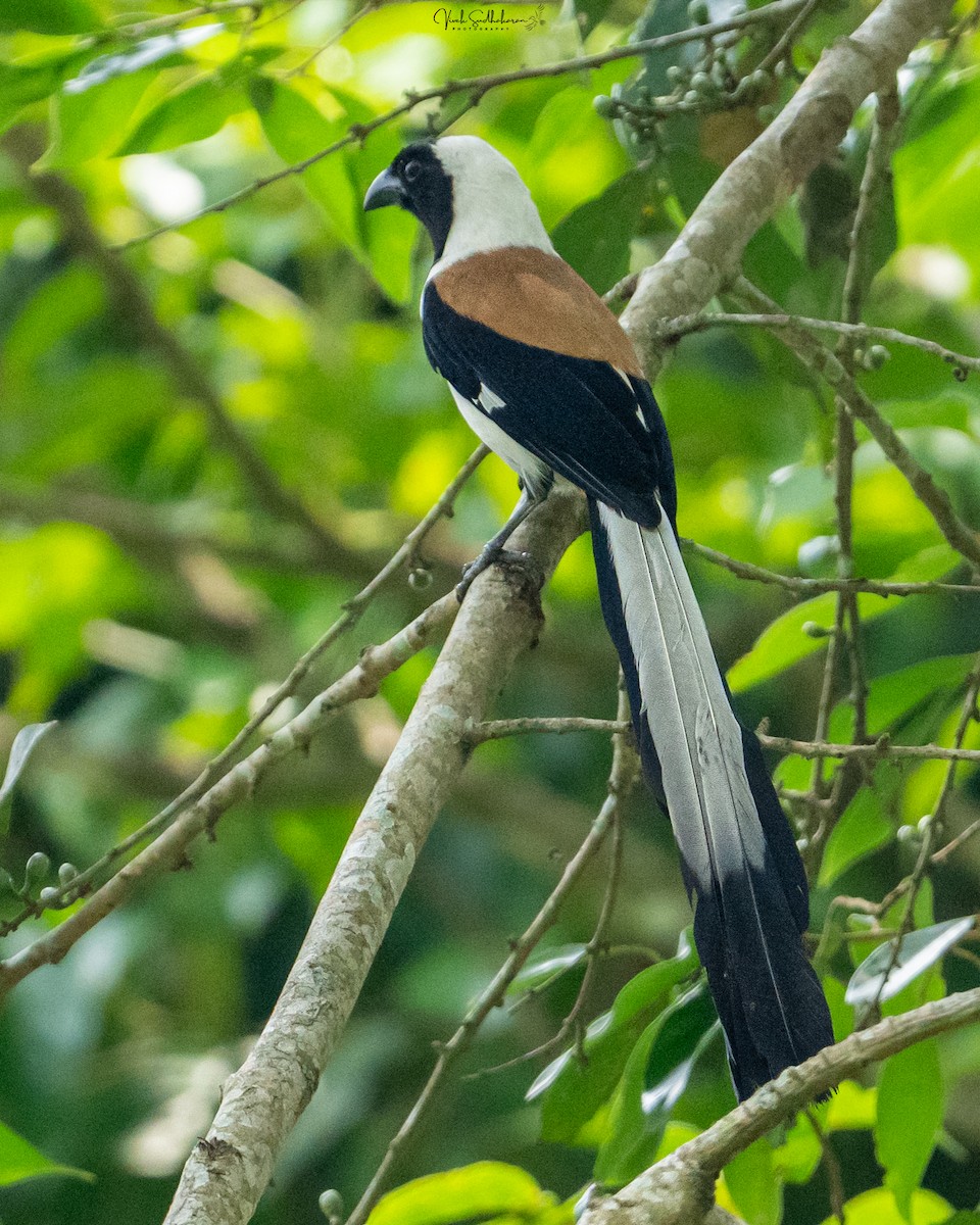 White-bellied Treepie - ML633585090