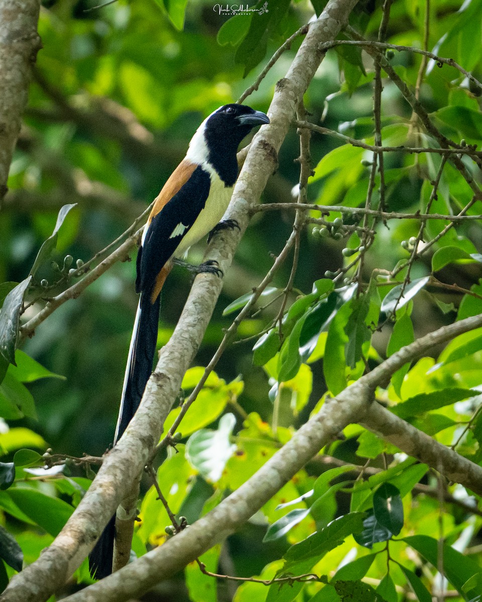 White-bellied Treepie - ML633585091