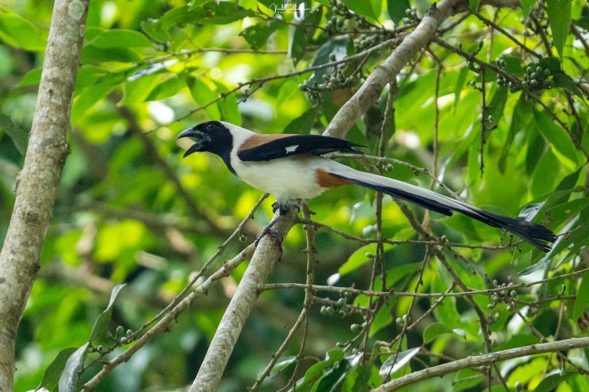 White-bellied Treepie - ML633585092