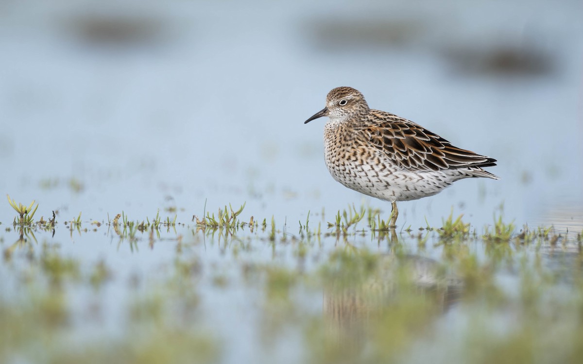 Sharp-tailed Sandpiper - ML633585099