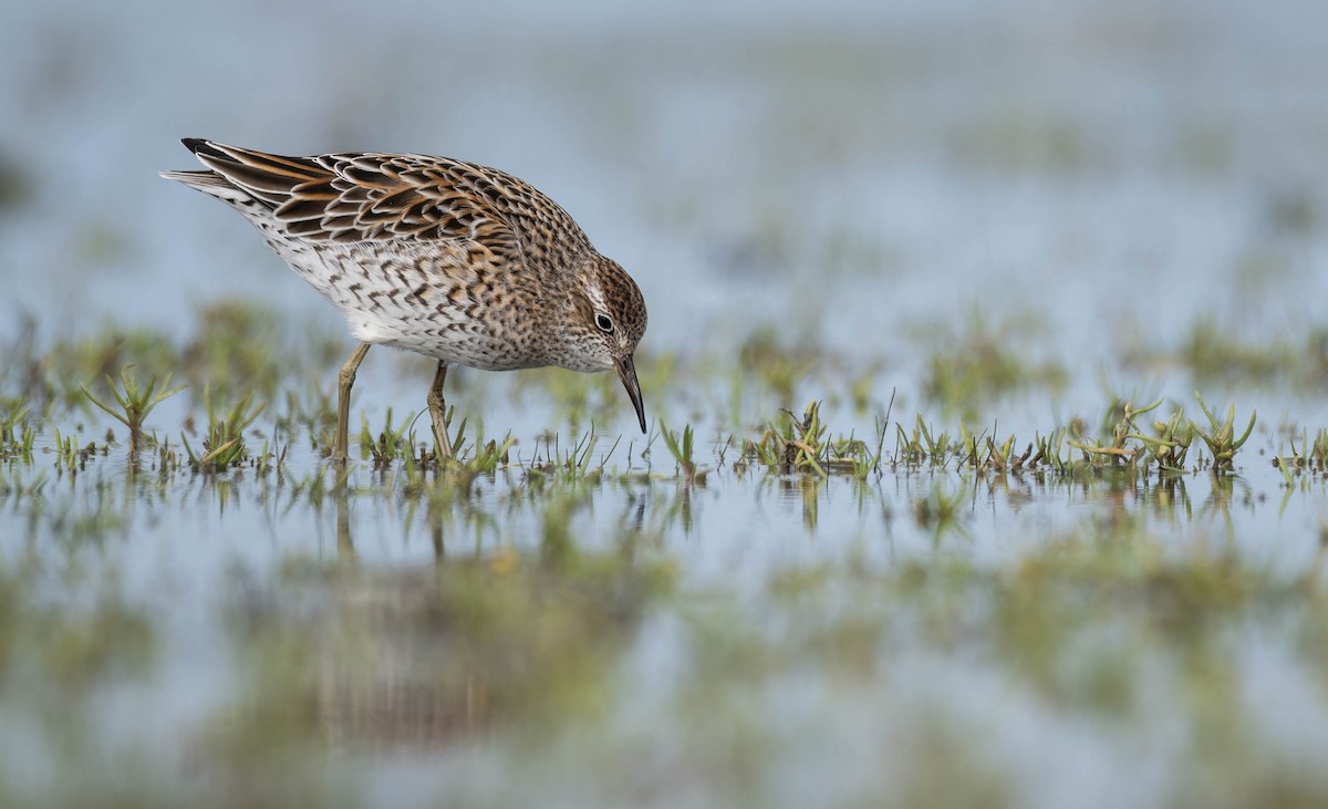 Sharp-tailed Sandpiper - ML633585108