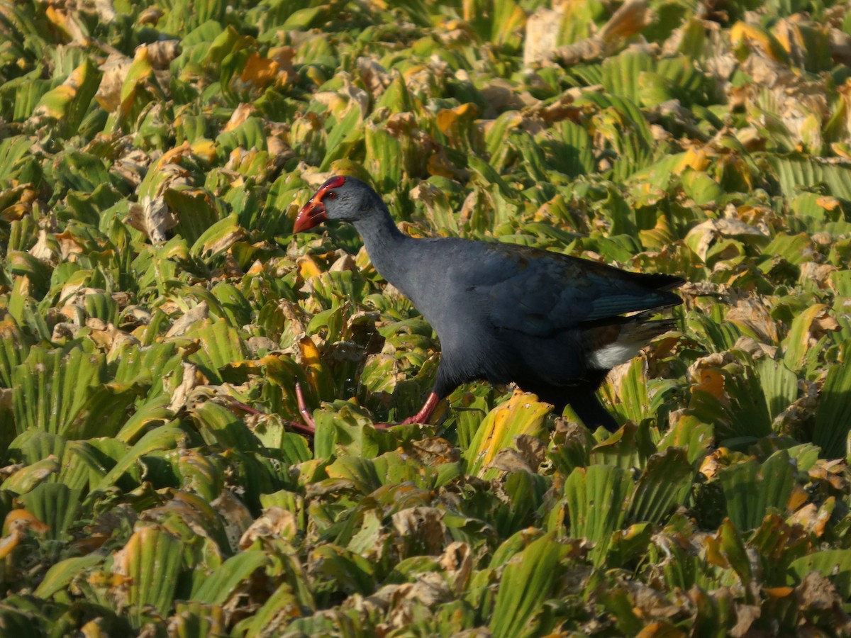 Philippine Swamphen - ML633585155