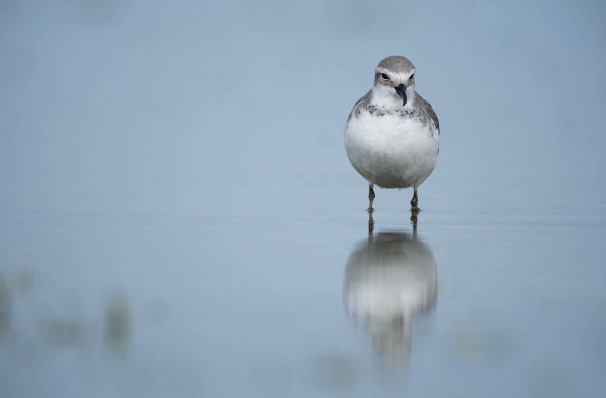 Wrybill - ML633585181