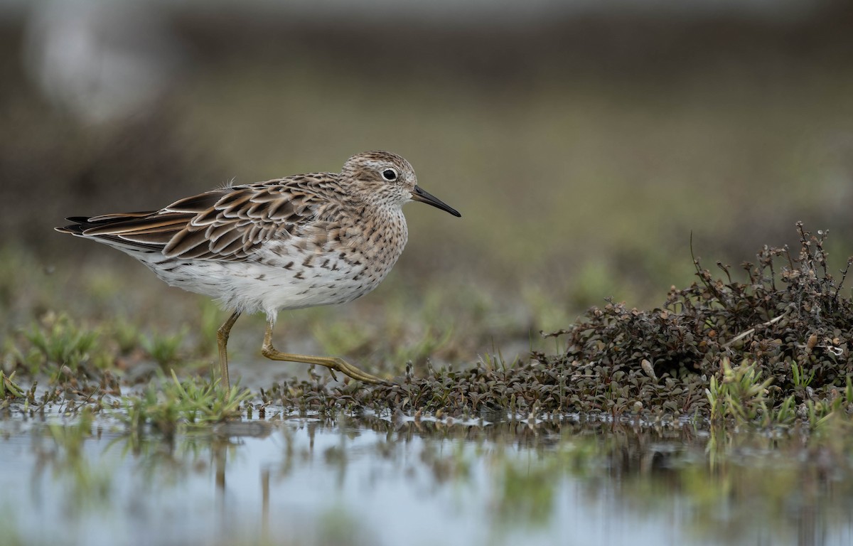 Sharp-tailed Sandpiper - ML633585217