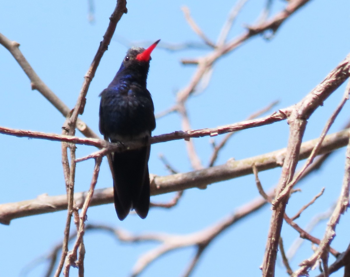 Turquoise-crowned Hummingbird - ML633585266