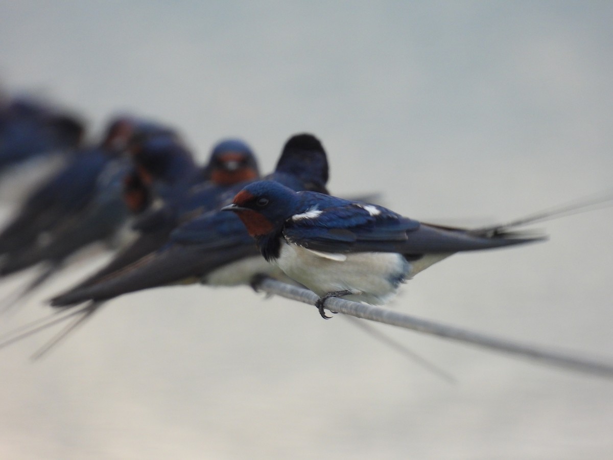 Асрын хараацай - ML633585320