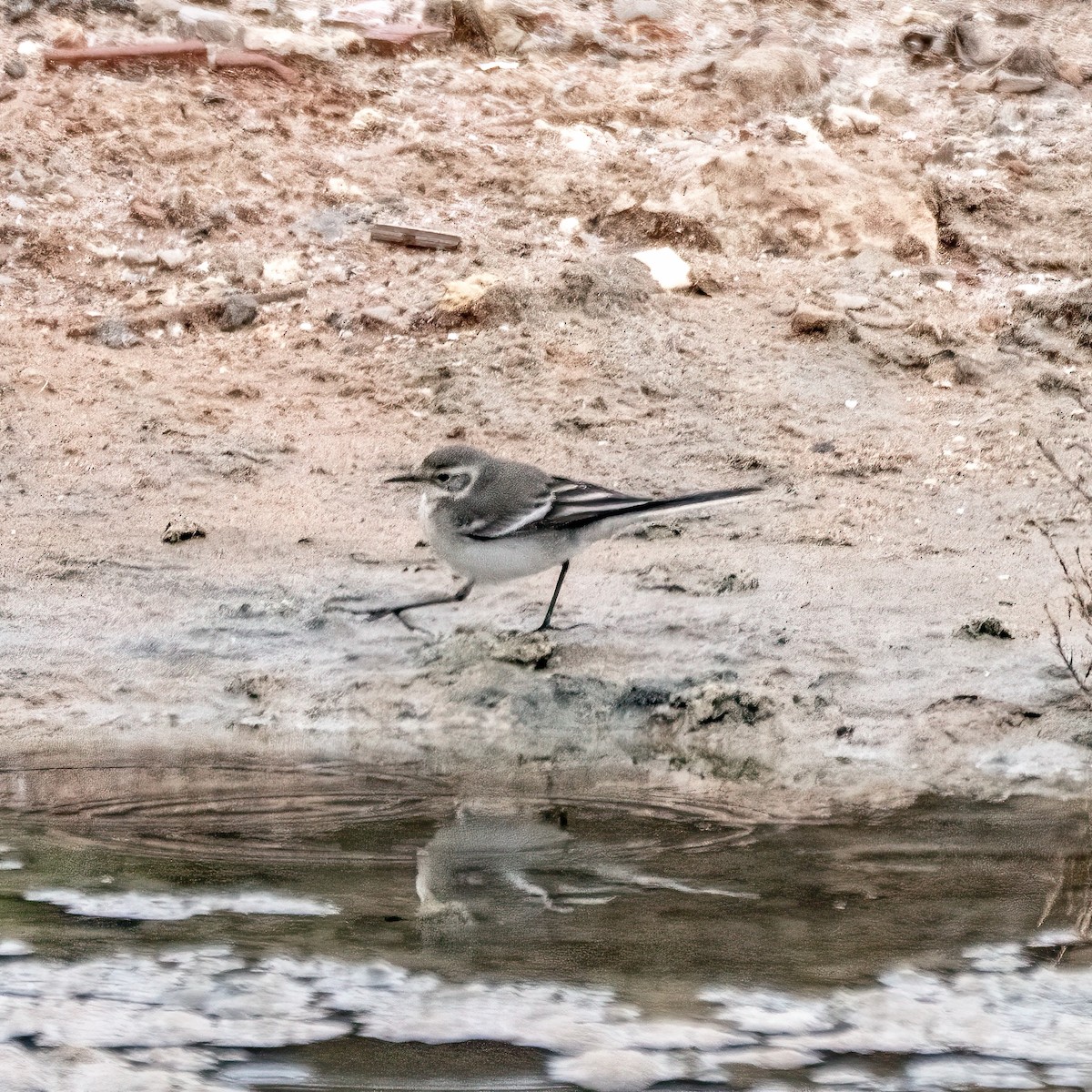 Citrine Wagtail - ML633585347