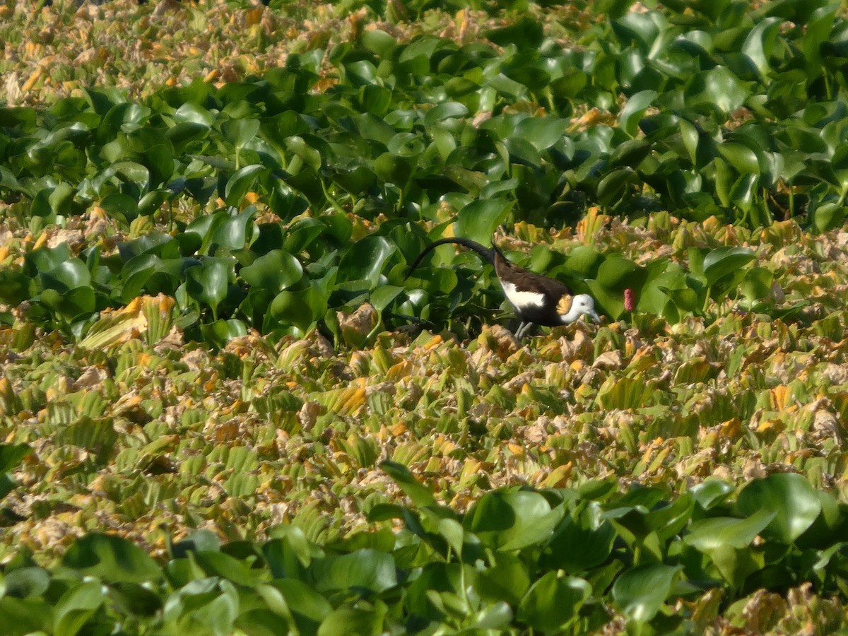 Pheasant-tailed Jacana - ML633585372